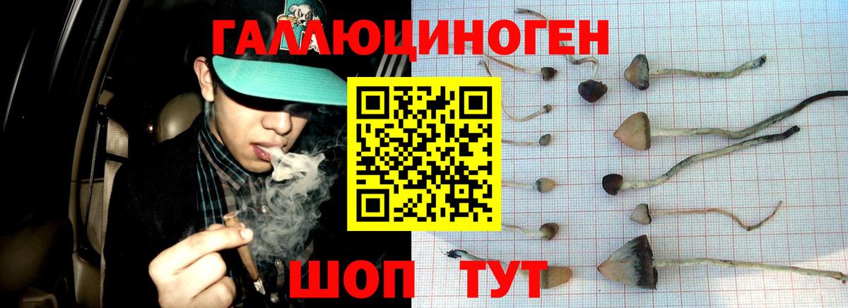 Галлюциногенные грибы Psilocybe  Псилоцибиновые грибы Psilocybine cubensis  что такое   Ногинск  Вход с VPN 